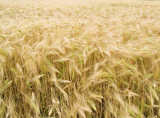 Field with wheat