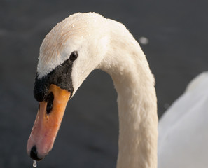 swan head with water droplets