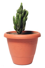 cactus on flowerpot