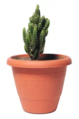 Foto op Plexiglas Cactus in pot cactus on flowerpot