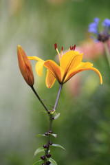 Fototapeta na wymiar Two yellow lilies at nice background