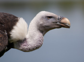 vulture profile