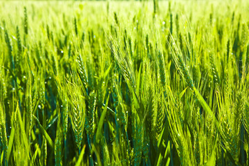 Green spica of corn in acre
