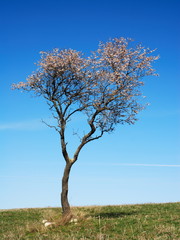Almond tree in blossom