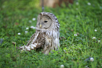 Ural owl ongreen grass