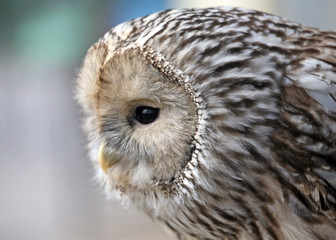 Ural owl hunting-close up