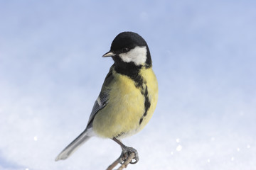 Great tit posing on branch