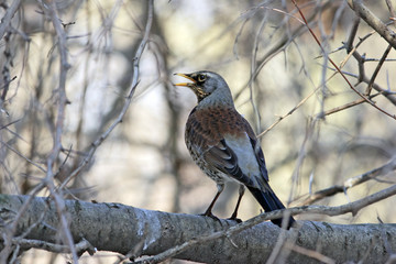 Thrush sitting on branch with opened beak
