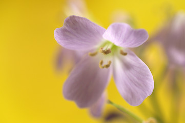 Blume gelb