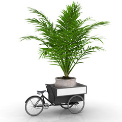 Palme im Topf auf einem Fahrradtransporter