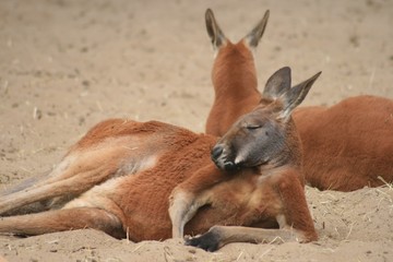 Fototapeta premium sieste du kangourou