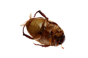 close-up of Beetle on white background