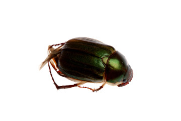 close-up of Beetle on white background