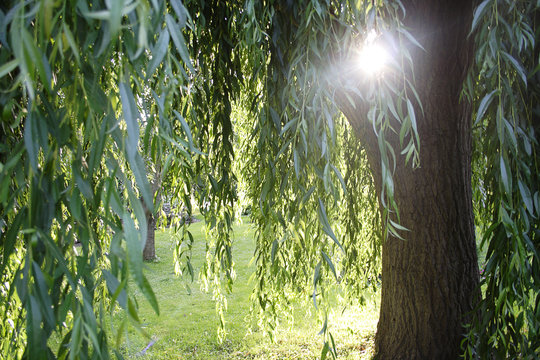 weidenbaum
