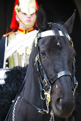 horseguard