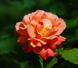 Rosa