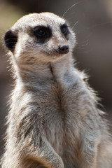 Fototapeta premium watching meerkat