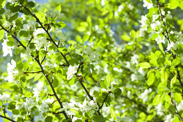 Fototapeta na wymiar vivid spring tree leafs