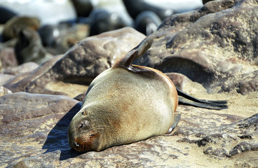 South African fur seal colony, Cape Cross, Namibia