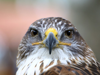 aguilucho