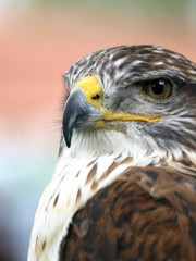 aguilucho
