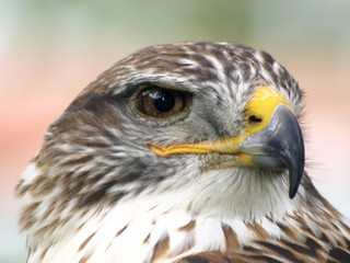 aguilucho