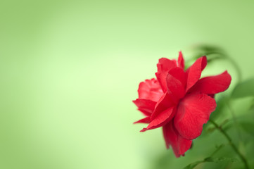 Beautiful red rose on green background in the corner. Copyspace.
