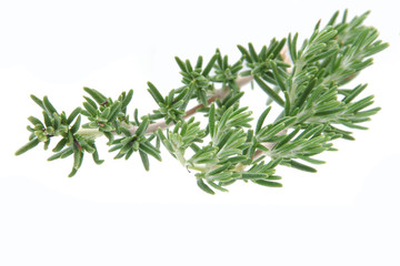 Rosemary