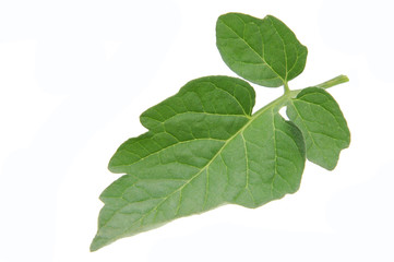 Fototapeta premium Tomato leaf