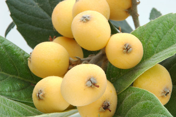 Loquats