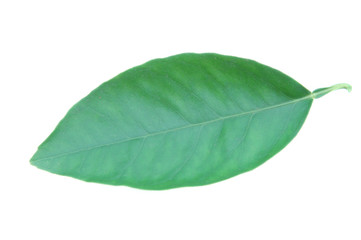 Obraz premium Citrus leaf