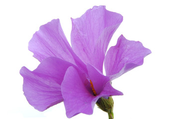 Blue hibiscus flower © Shakzu