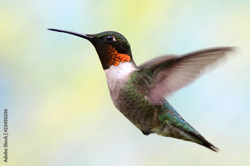 Aufkleber ruby-throated hummingbird in flight