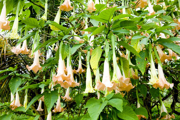 angel´s trumpets (Brugmansia Versicolor), Grenada