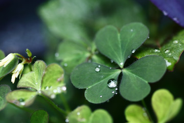 カタバミとしずく　日本　雨上がり