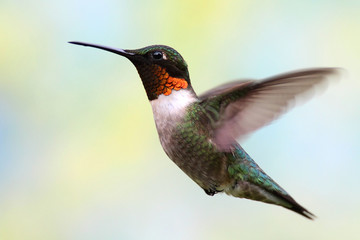 Ruby-throated Hummingbird In Flight
