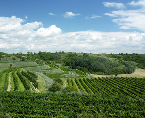 vineyard, Czech Republic