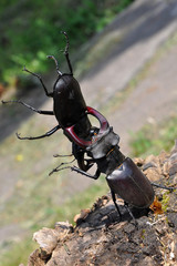 stag beetles in mortal combat