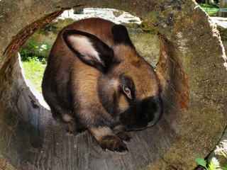 Hase