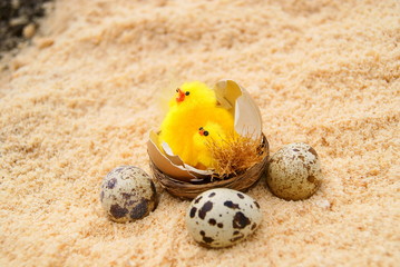 Fototapeta na wymiar Three eggs and chickens in a nest