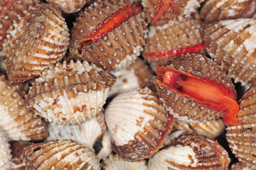 Live Cockles Closeup