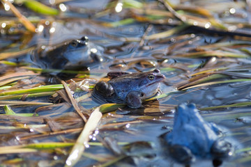 Moor frogs