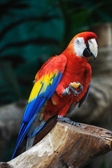 Colorful Parrot