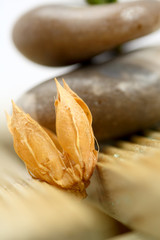 fleur séchée et galets