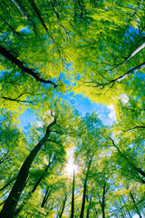 Tree canopy - 23452202