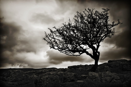 windswept tree wallpaper
