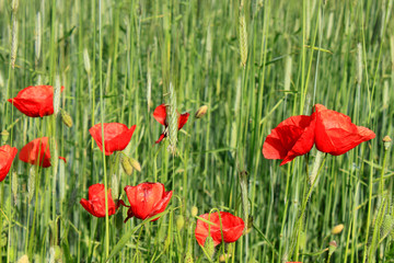 Obraz premium corn poppy and cornfield