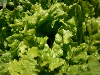 lechuga