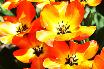 Red-Yellow tulips