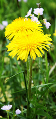 Two yellow dandelions